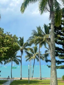 Palmtrees of Airlie Beach